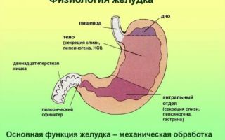 Вместимость желудка человека — какой объем и размер составляет желудок
