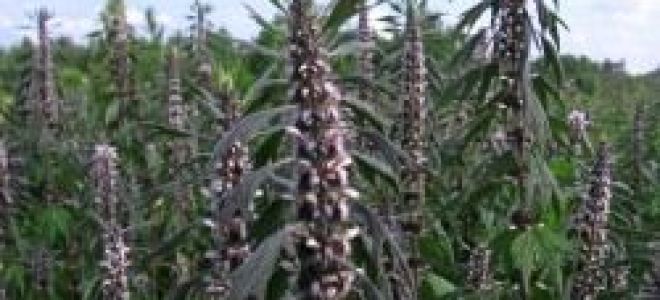 Лечение язвы двенадцатиперстной кишки при помощи медикаментов и народных рецептов