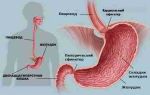 Строение желудка человека — схема, фото, картинки. анатомия желудка
