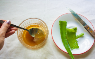 Алоэ с медом для лечения желудка — лучшие рецепты приготовления
