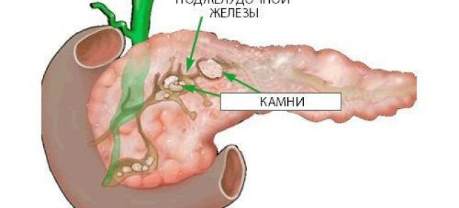 Нормальные размеры поджелудочной железы у взрослых и детей