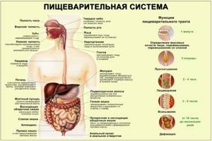 Ферменты желудка, что расщепляют?