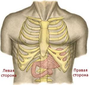 Препилорический отдел желудка: строение, где находится, функция