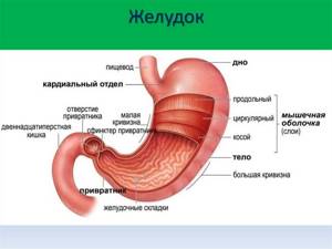 Функции желудка человека