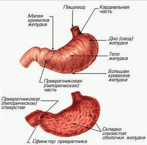 Внутренние органы и строение человека: схема расположения с описанием, фото