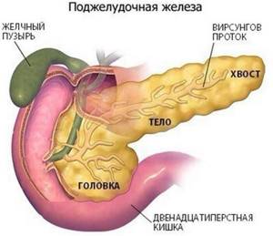 Внутренние органы и строение человека: схема расположения с описанием, фото