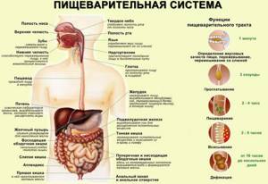 Схема строения ЖКТ человека, анатомия, отделы желудка и кишечника