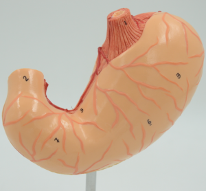 Анатомическое строение желудка