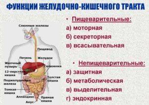 Препилорический отдел желудка: строение, где находится, функция
