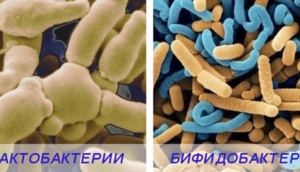 Как восстановить микрофлору кишечника после приема антибиотиков