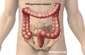 Анатомия кишечника человека, расположение где находится, строение