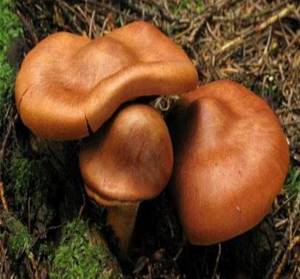 Признаки отравления грибами: первая помощь, симптомы и лечение