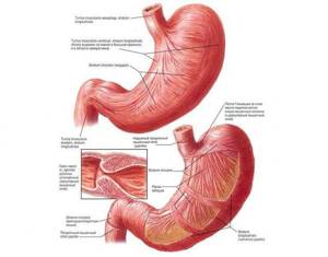 Пищеварительная система человека: схема строения и функции кишечника, органы пищеварения, физиология и значение желудочно-кишечного тракта, отделы желудка