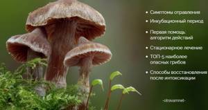 Признаки отравления грибами: первая помощь, симптомы и лечение