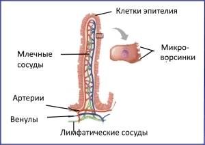Длина кишечника у человека - самая длинная кишка у взрослого