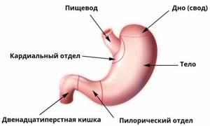 Функции желудка человека