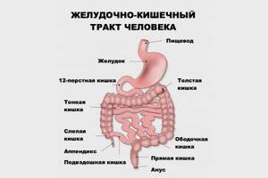 УЗИ желудка и кишечника: показания к проведению и что показывает исследование