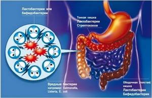 Диета при дисбактериозе кишечника при нарушении микрофлоры у взрослых