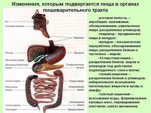Органы пищеварения - функции и строение пищеварительной системы человека