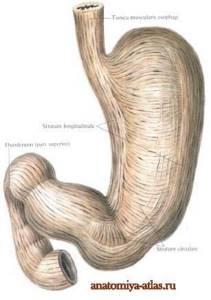 Строение желудка человека - схема, фото, картинки. Анатомия желудка