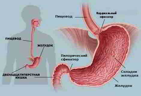Строение желудка человека - схема, фото, картинки. Анатомия желудка