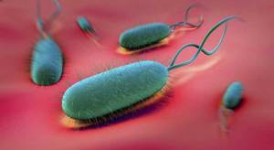 Как передается бактерия Хеликобактер Пилори - как можно заразиться