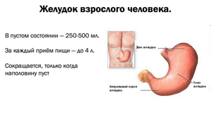 Объем желудка взрослого человека - каков размер