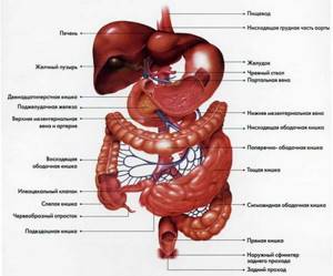Паразиты в желудке человека: симптомы и лечение