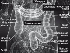 КТ желудка - компьютерная томография желудка и кишечника