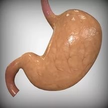 Вместимость желудка человека - какой объем и размер составляет желудок
