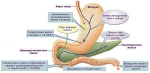 Схема строения ЖКТ человека, анатомия, отделы желудка и кишечника