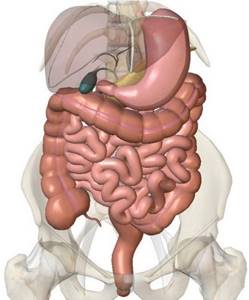 Анатомия кишечника человека, расположение где находится, строение