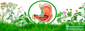 Лечение гастрита желудка и язвы народными средствами - травы