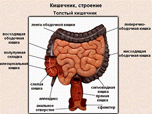 Полипы кишечника: симптомы и проявления данной болезни
