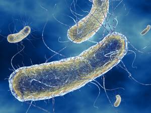 Кишечная палочка Эшерихия коли (escherichia coli)