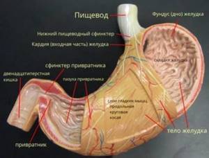 Стеноз желудка и двенадцатиперстной кишки: причины и лечение