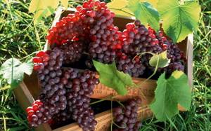 Виноград и инжир при панкреатите - польза и вред