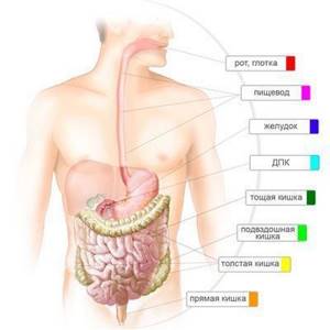 Инородное тело в желудке: основные причины, симптомы, лечение