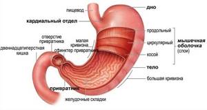 Органы пищеварения - функции и строение пищеварительной системы человека