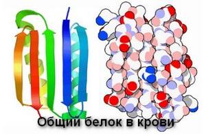 Повышенный белок в крови: причины у ребенка и взрослого